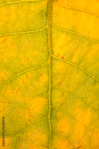 Close up view of a fallen autumn leaf