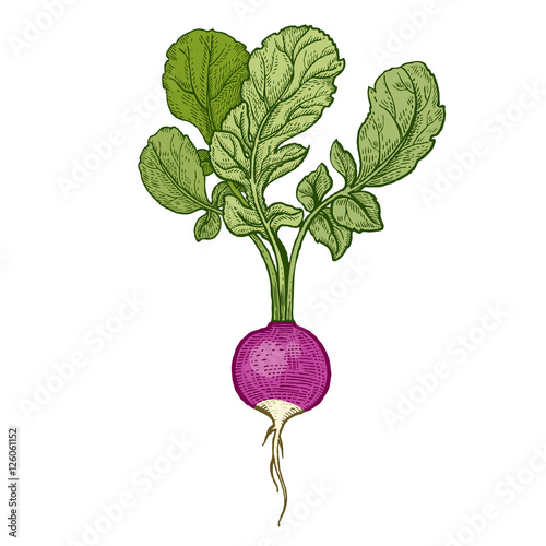 Hand drawing vegetables radish.