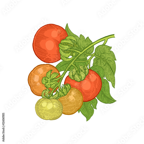 Hand drawing vegetables tomato.