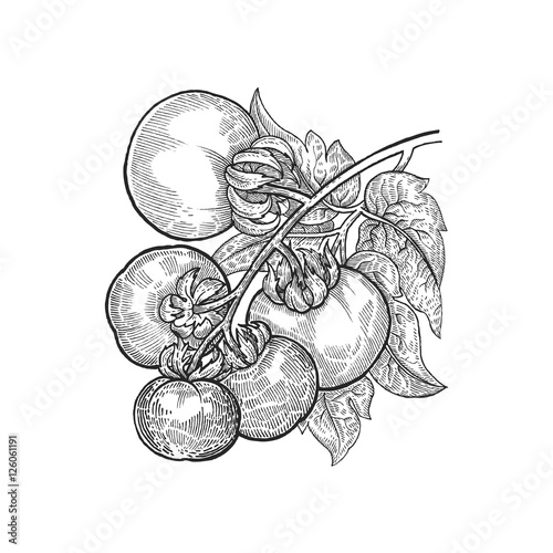 Hand drawing vegetables tomato.