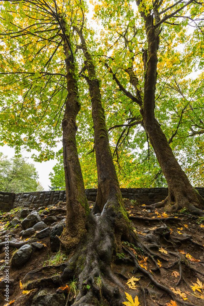 Tall trees with roots showing by a stone wall Tall trees with roots showing by a stone wall