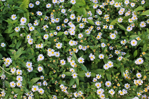 Fototapeta Naklejka Na Ścianę i Meble -  白い小さな菊の花畑
