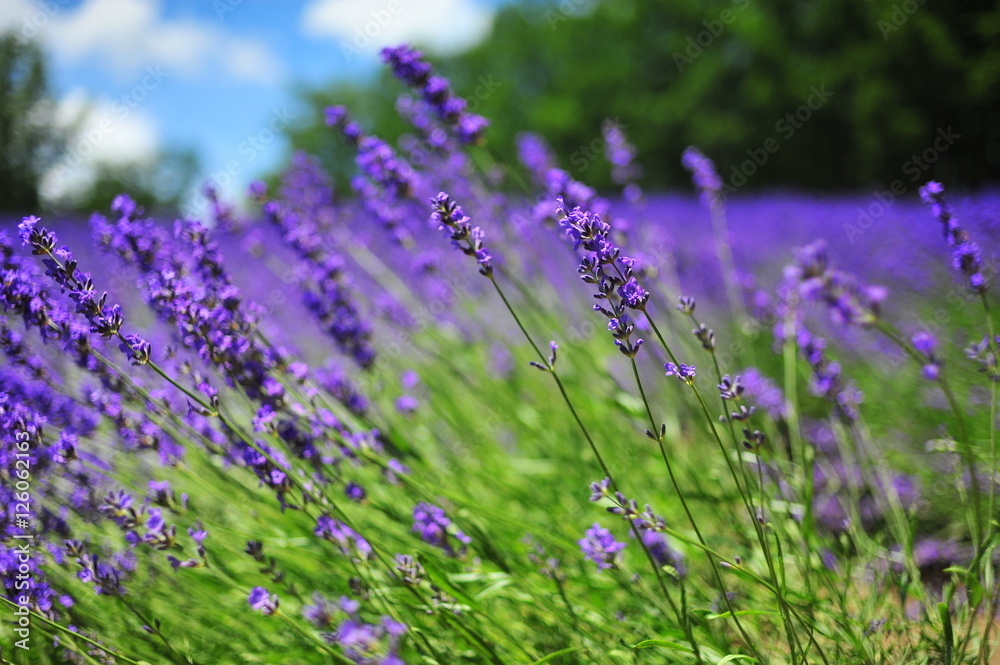 Colorful Lavender Flower Fields