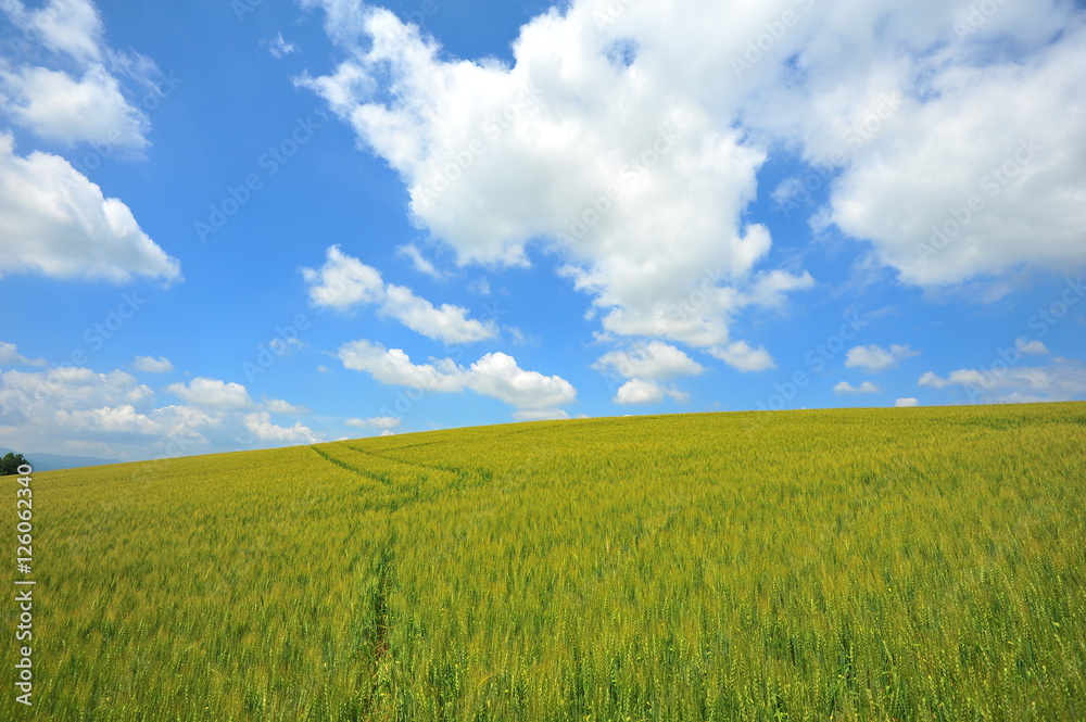 Green Fields Wallpaper