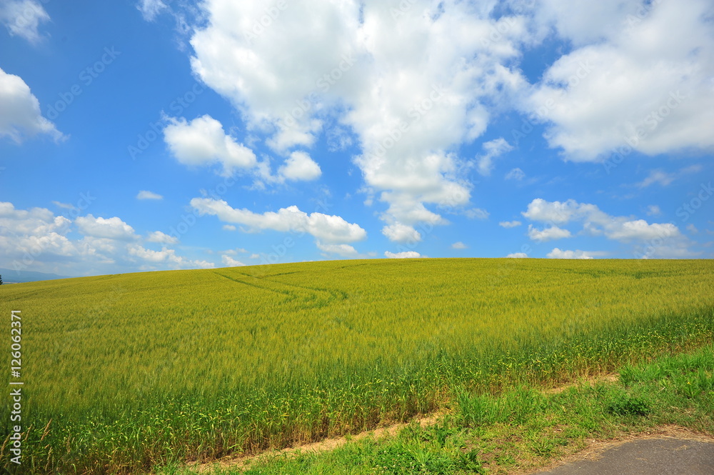 Green Fields Wallpaper