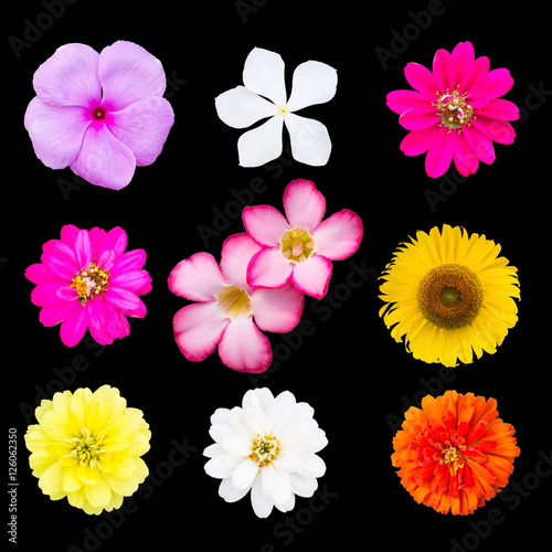 Fototapeta Naklejka Na Ścianę i Meble -  Group of flowers, Selection of Various Flowers Isolated on black