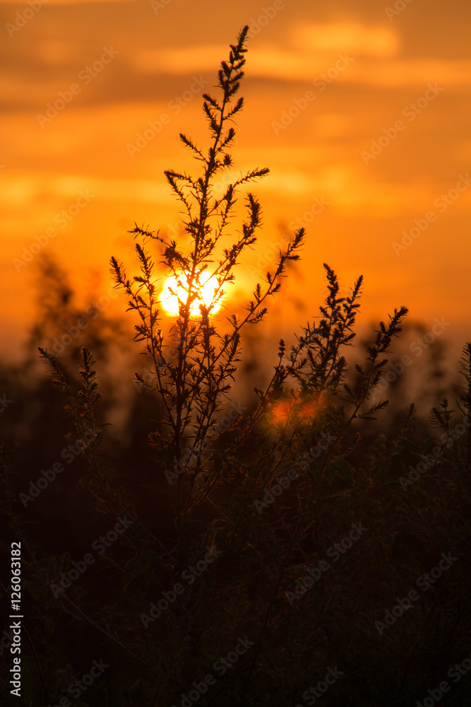夕阳 夕阳