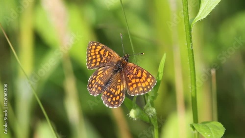 Heath Fritillary (Mellicta athalia) on a plant photo