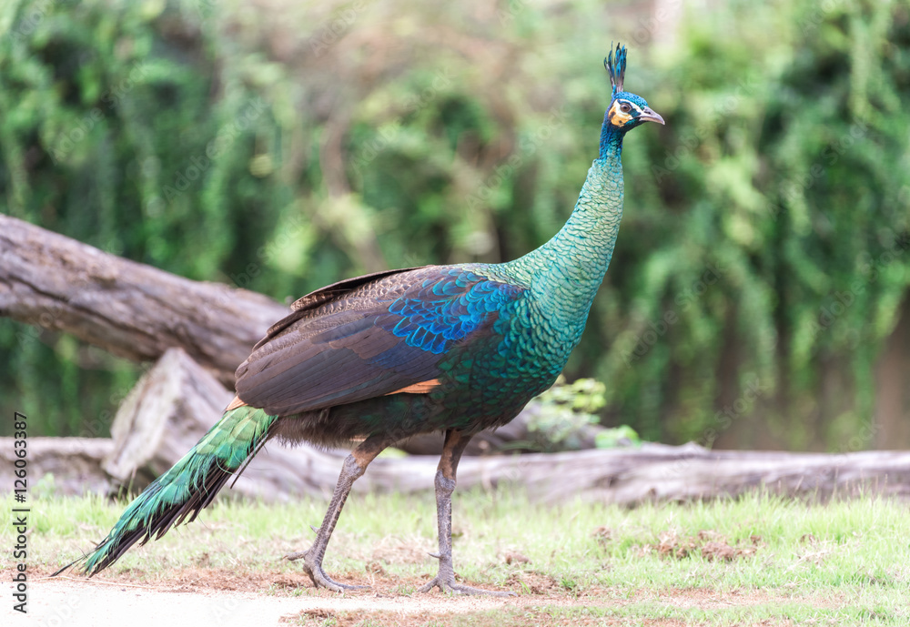 Fototapeta premium Portrait of beautiful peacock with green background