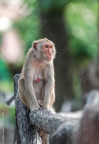 Monkey sitting on a  fence. blurred background © thanet69