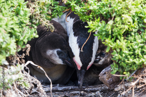 Penguin colony Betty's Bay
