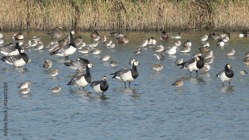 Barnacle goose and wading bird in the lake Barnacle goose and wading bird in the lake