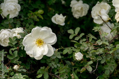 Summer White Roses