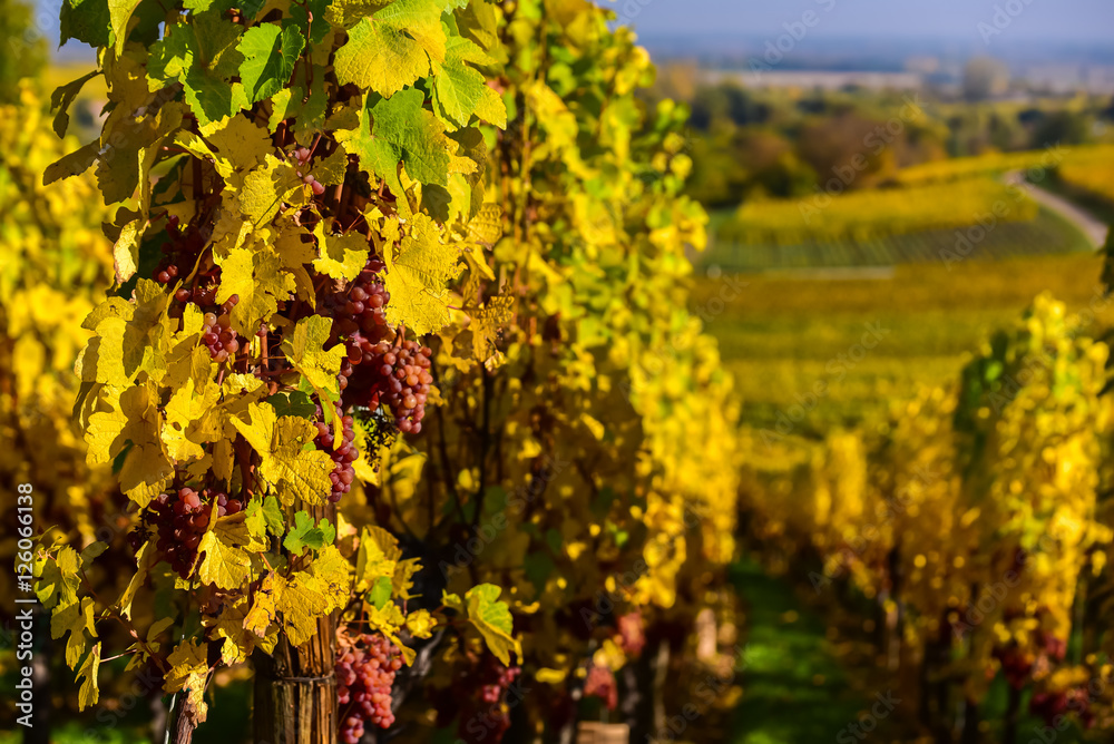 Naklejka premium Hunawihr - small village in vineyards of alsace - france