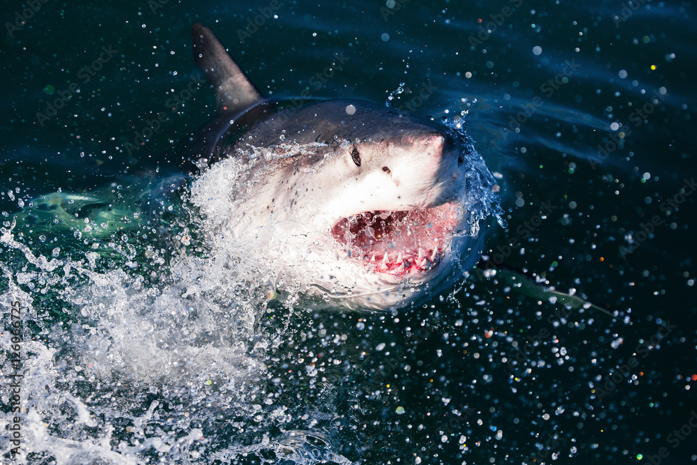 Obraz premium Feeding a great white shark