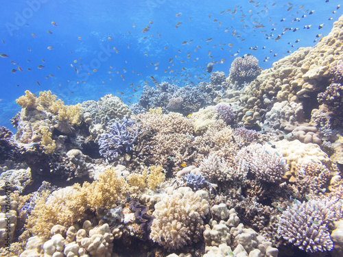 Coral reef at the bottom of tropical sea  underwater.