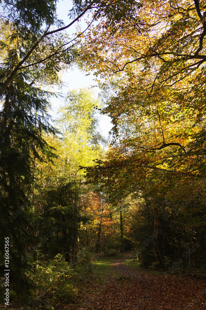 Woodland scene with yellow and brown autumn leaves