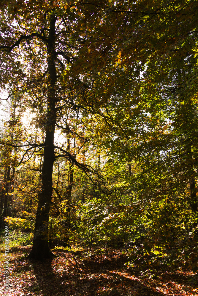 Woodland scene with yellow and brown autumn leaves Woodland scene with yellow and brown autumn leaves