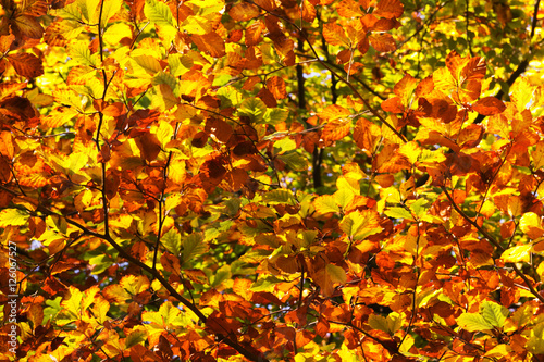 Colourful autumn leaves in orange yellow and brown