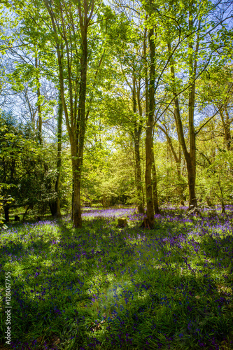 Fototapeta Naklejka Na Ścianę i Meble -  The Bluebell Woods