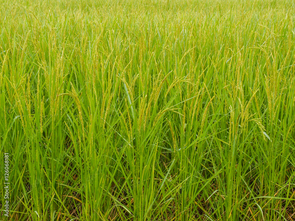 paddy rice in field