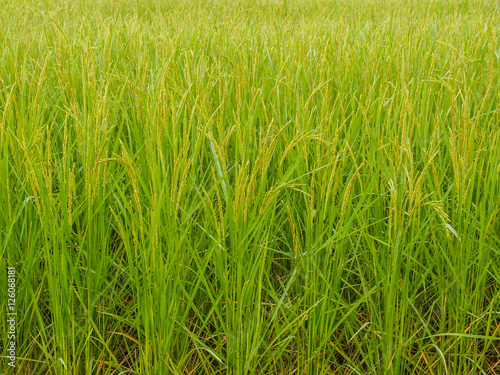 paddy rice in field