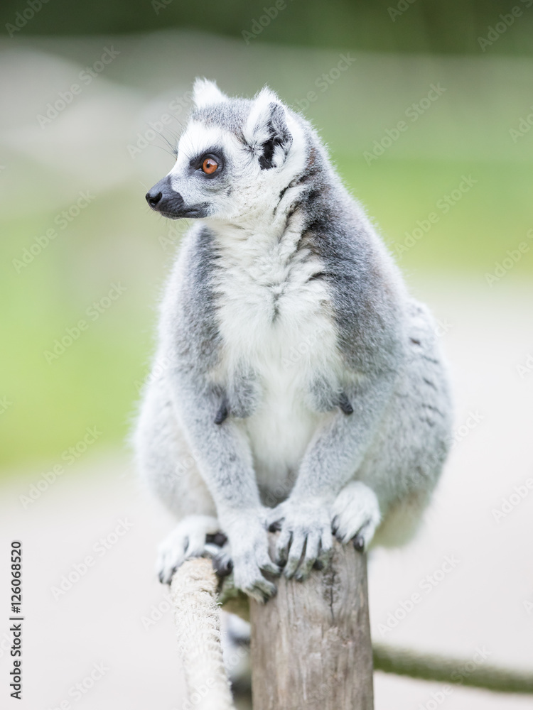 Ring-tailed lemur (Lemur catta)