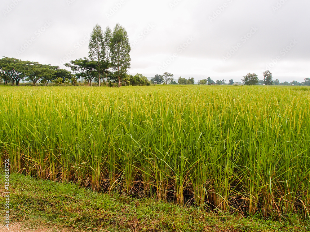 paddy rice in field paddy rice in field