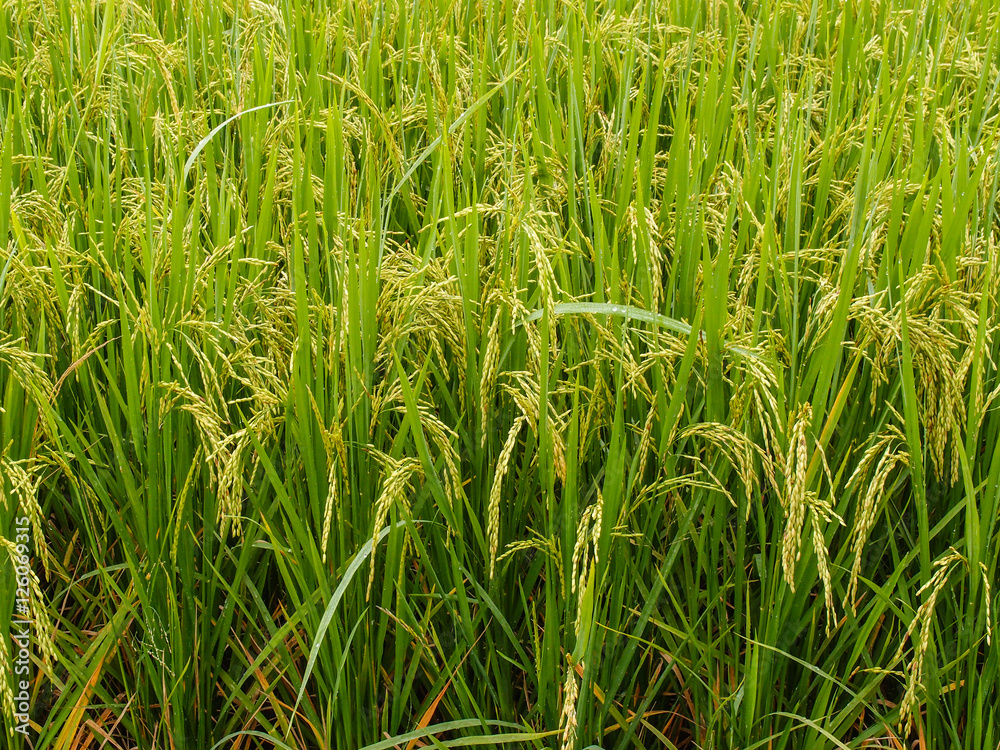 Obraz premium paddy rice in field