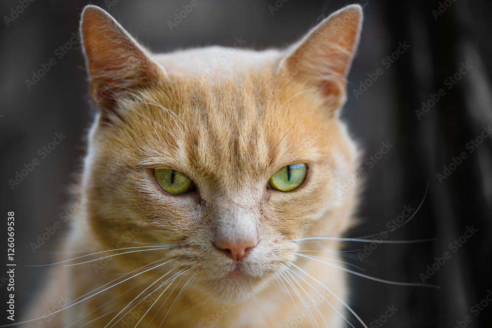 Close up of Ginger Purebred cat