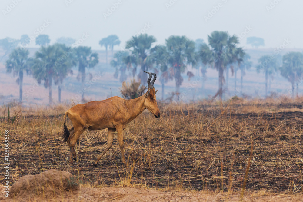 African wild animals
