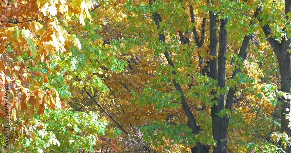 Golden Tree Leaves In Autumn