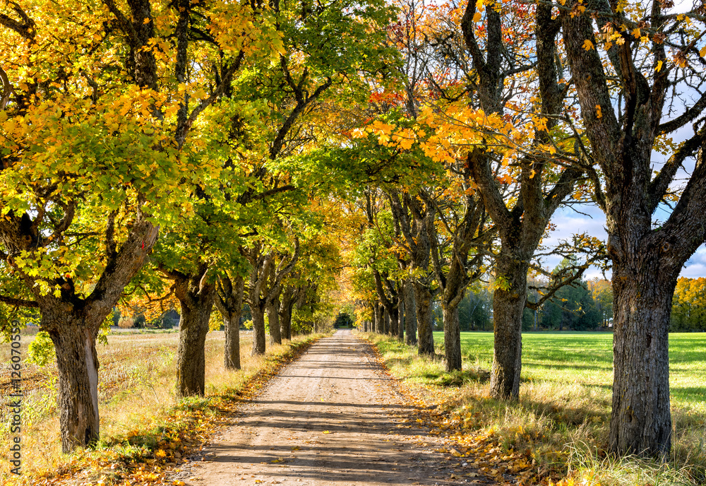 Naklejka premium Countryside road in autumn