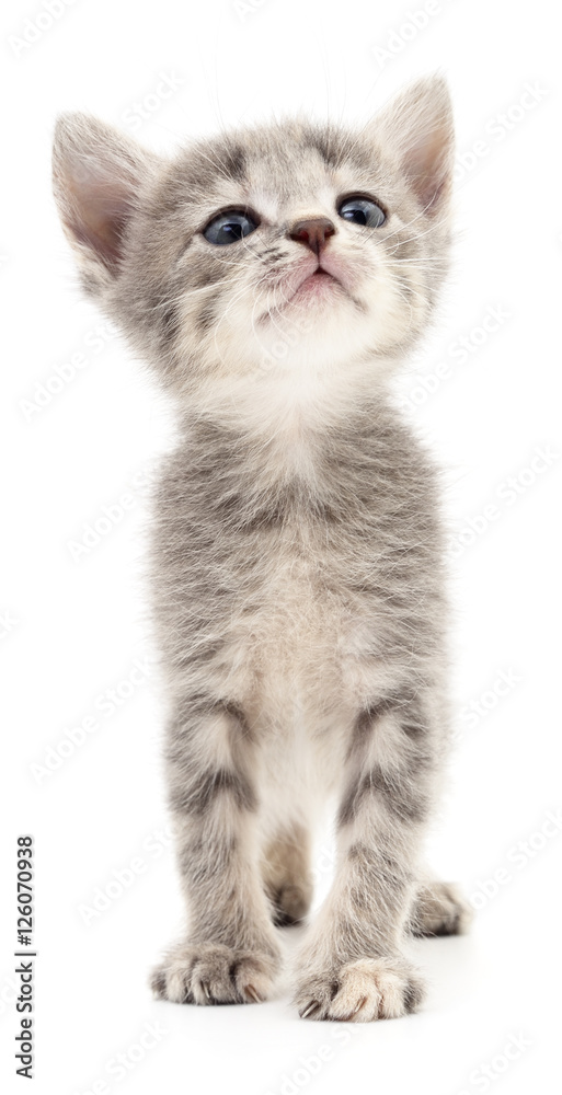 Small gray kitten. Small gray kitten.