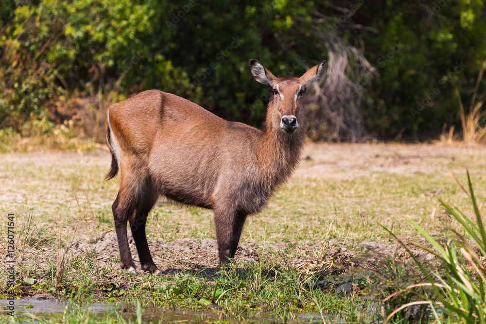 African wild animals
African wild animals