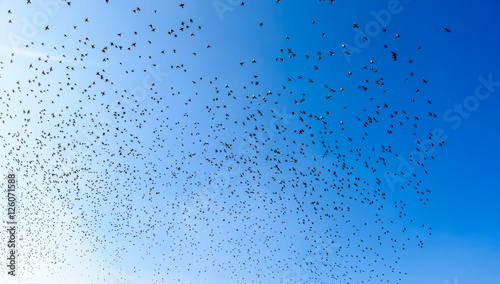 Flying bird swarm - togetherness of animals