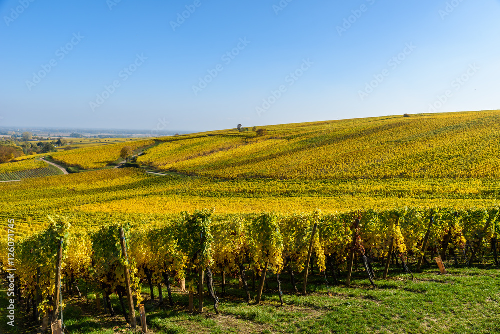 Vineyards of alsace - close to small village Hunawihr, France