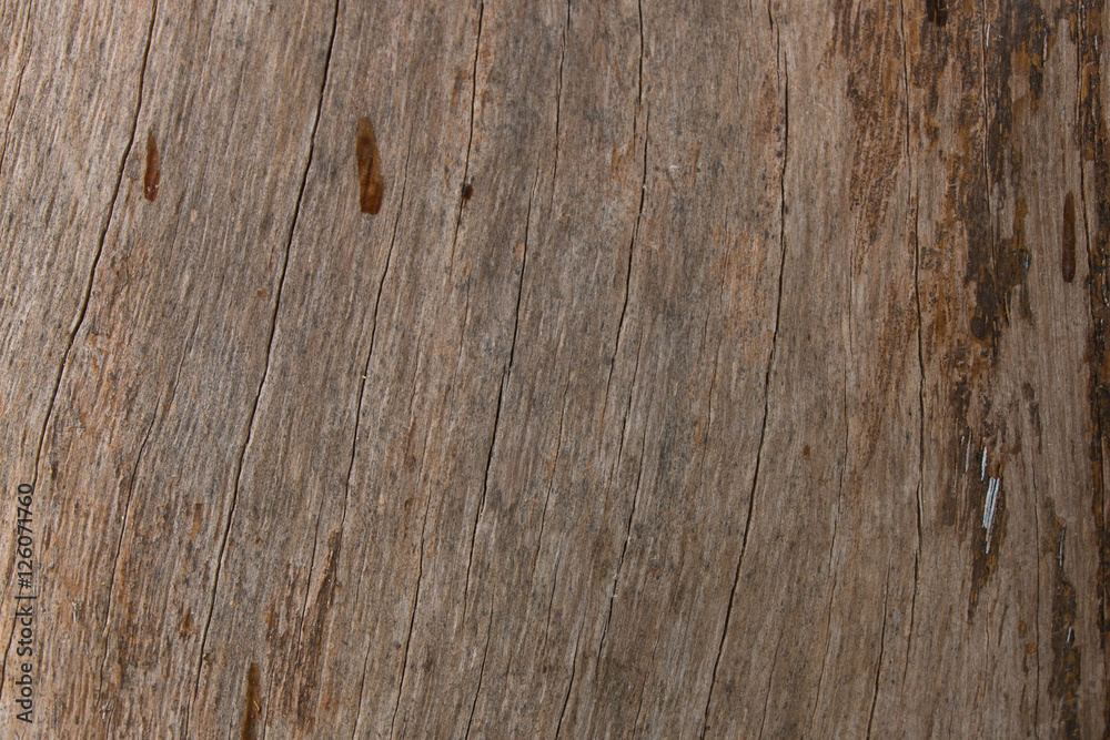 Naklejka premium Bark Tree Texture