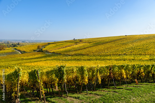Vineyards of alsace - close to small village Hunawihr  France