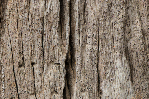 Bark Tree Texture