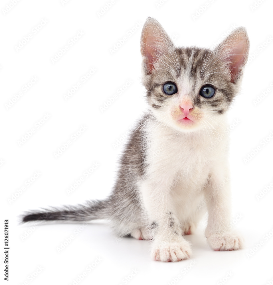 Small gray kitten.