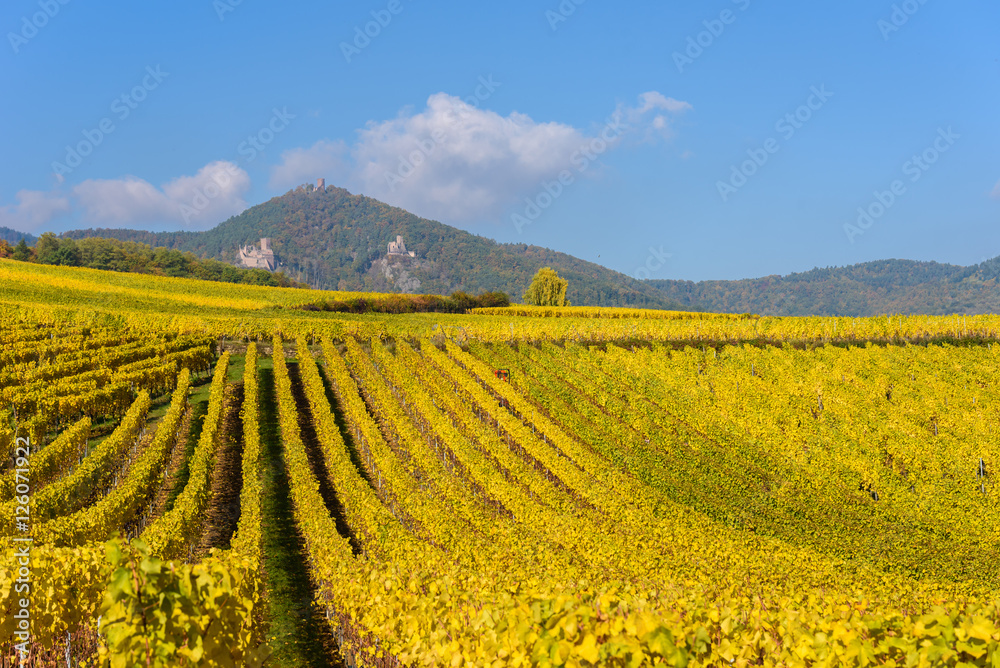 Vineyards of alsace - close to small village Hunawihr, France