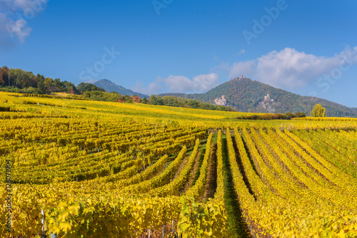 Vineyards of alsace - close to small village Hunawihr, France © Simon Dannhauer