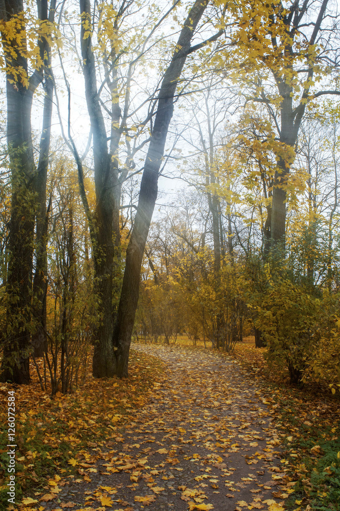 Fototapeta premium Autumn day