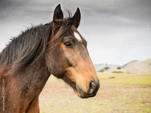 Horse in the field © marla