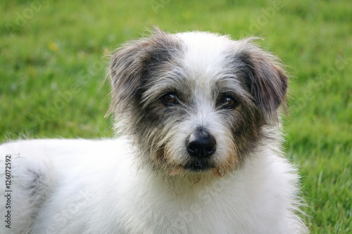 cute dog sitting in grass