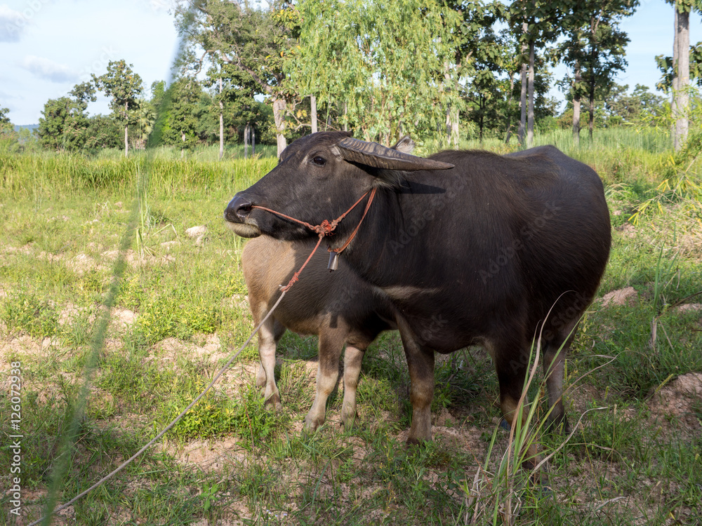 Obraz premium thai buffalo for agriculture