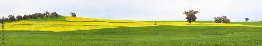 Canola fields and grazing pastures