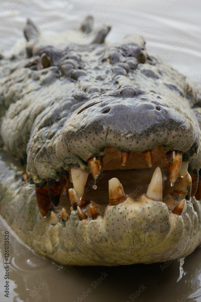 Obraz premium Crocodile's head