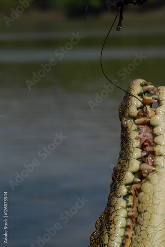 Crocodile's jaws